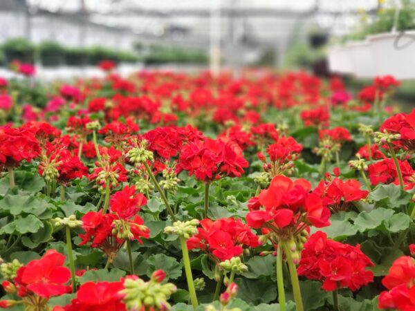 Greenhouse & Garden Center